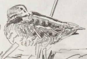 snipe